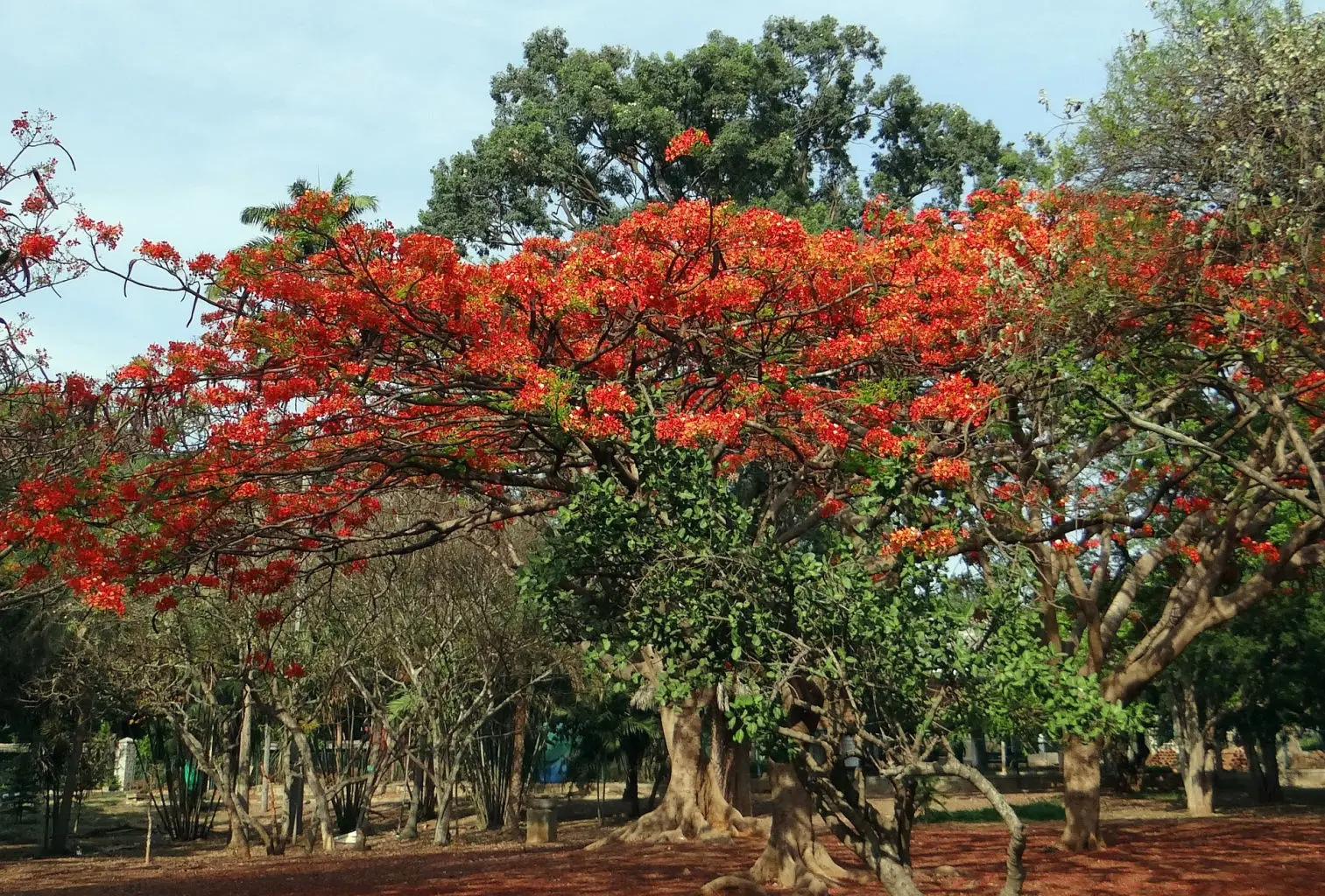 Gulmohar